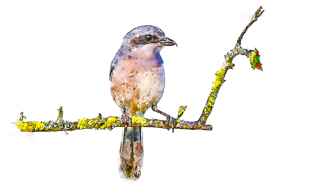 Birds watercolor drawing by sparrowbh.net