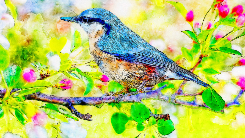 Wild Birds watercolor drawing by sparrowbh.net